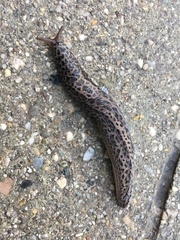 Limax maximus