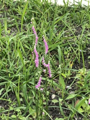 Spiranthes sinensis