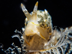 Trinchesia diversicolor