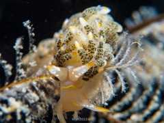 Trinchesia diversicolor