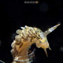 Trinchesia diversicolor