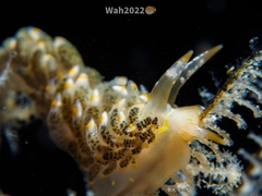 Trinchesia diversicolor