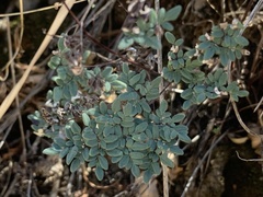 Argyrochosma