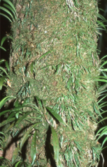 Oreogrammitis adspersa