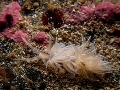 Favorinus blianus