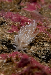 Favorinus blianus