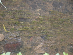 Potamogeton crispus