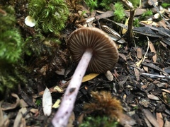 Inocybe violaceocaulis