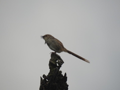 Prinia striata