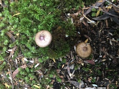 Inocybe violaceocaulis