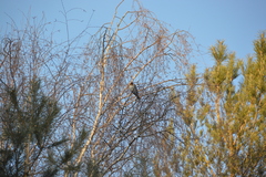 Turdus pilaris