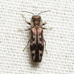 Agrilus lecontei celticola