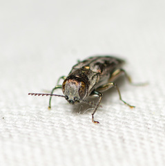 Agrilus lecontei celticola