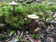 Inocybe violaceocaulis