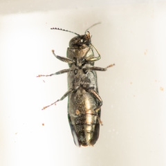 Agrilus lecontei celticola