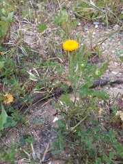 Anacyclus valentinus