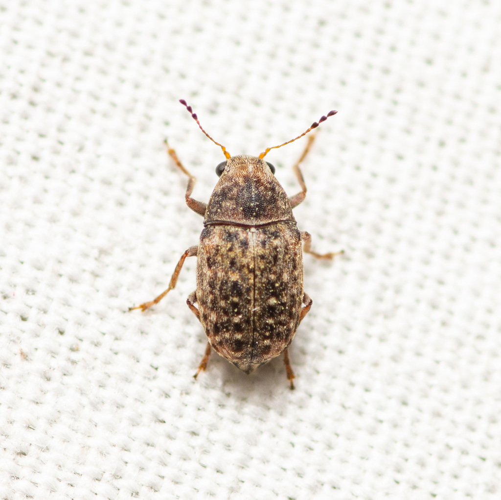 Cacao Weevil