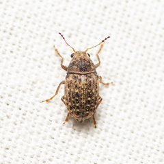 Coffee Bean Weevil