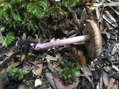 Inocybe violaceocaulis