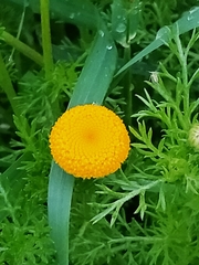 Anacyclus valentinus