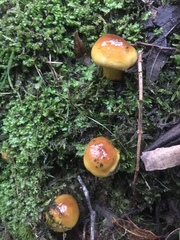 Cortinarius sinapicolor