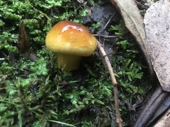 Cortinarius sinapicolor