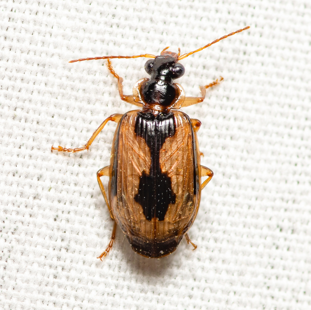 Lebia fuscata