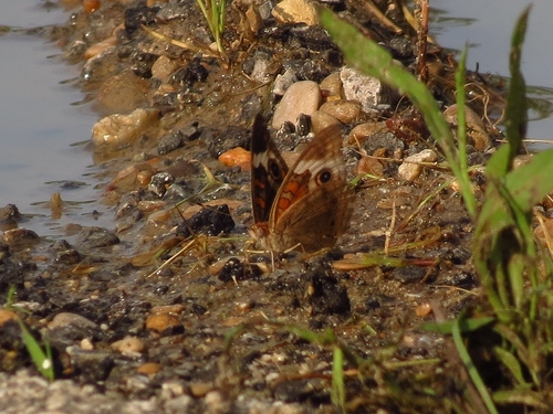 Common Buckeye