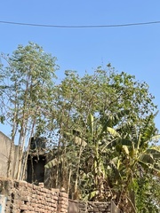 Entandrophragma caudatum