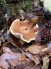 Cortinarius castoreus