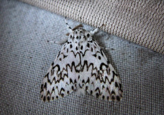 Lymantria singapura