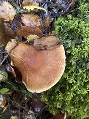 Cortinarius castoreus