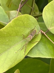 Homoeocerus bipunctatus