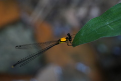 Coeliccia chromothorax