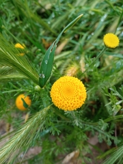 Anacyclus valentinus