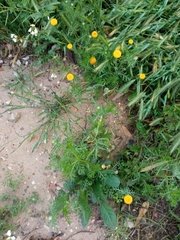 Anacyclus valentinus