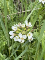 Diplotaxis erucoides
