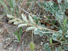 Astragalus incanus