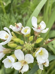 Diplotaxis erucoides