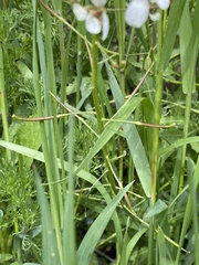 Diplotaxis erucoides