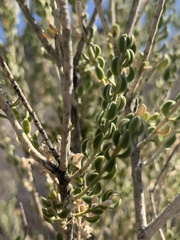 Mortonia scabrella