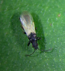Oxycarenidae