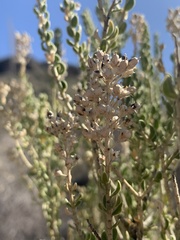 Mortonia scabrella
