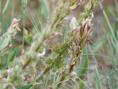 Onobrychis humilis matritensis