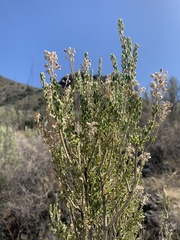 Mortonia scabrella