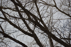 Turdus merula