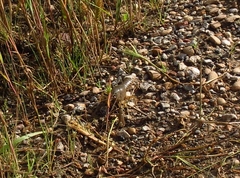 Procambarus simulans