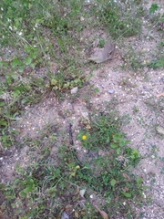 Anacyclus valentinus