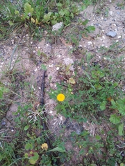 Anacyclus valentinus