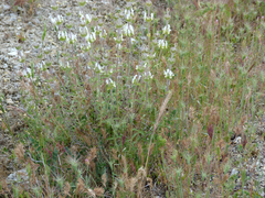 Sideritis hirsuta